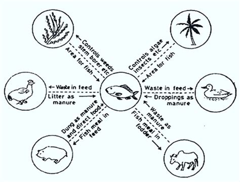 fish culture|INTRODUCTION TO FISH CULTURE .